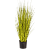 Miscanthusgras