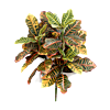 Kroton