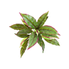 Cordyline