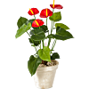 Flamingoplant