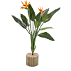 Paradijsvogelbloem (Strelitzia)