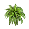Krulvaren (Boston Fern)