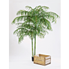 Areca