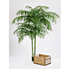 Areca