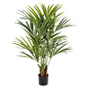 Kentia