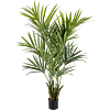 Kentia