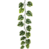 Monstera Deliciosa