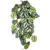Scindapsus