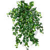 Engelse Klimop (Ivy English)