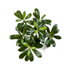 Pittosporum Berg