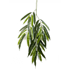 Ficus Alii