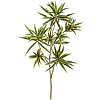 Bonte Dracaena Reflexa