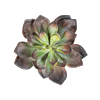 Echeveria