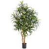Dracaena Anita