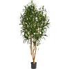 Dracaena Anita