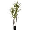 Bonte Yucca