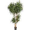 Dracaena Reflexa Anita