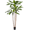 Cordyline Fruticosa