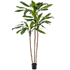 Cordyline Fruticosa