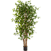 Dracaena Surculosa