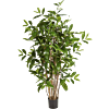 Dracaena Surculosa