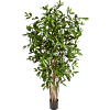 Dracaena Surculosa