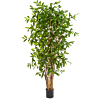 Dracaena Surculosa