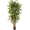 Dracaena Surculosa