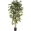Ficus Nitida