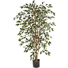 Ficus Nitida bont