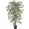 Ficus Nitida bont