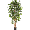 Ficus Nitida
