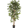 Ficus Nitida
