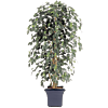 Ficus Nitida Exotica