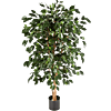 Ficus Nitida Exotica