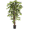 Ficus Liana