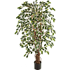 Ficus Liana bont