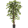 Ficus Liana