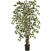 Ficus Liana bont