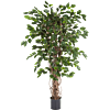 Ficus Liana Exotica