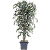 Ficus Liana Exotica