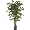 Ficus Liana Exotica