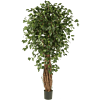 Ficus Liana Exotica