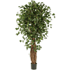 Ficus Liana Exotica