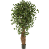 Ficus Liana Exotica