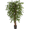 Ficus Hawaiiaanse Liana