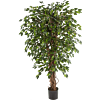 Ficus Hawaiiaanse Liana