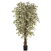 Ficus Hawaiiaanse Liana bont