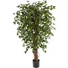 Ficus Hawaiiaanse Liana