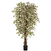 Ficus Hawaiiaanse Liana bont